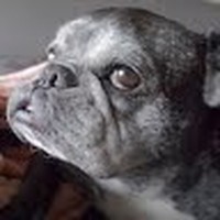 Profile Picture of Thomas Maurizi (@thomas-maurizi-1) on Quora