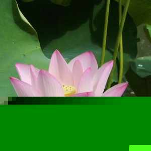 Profile Picture of Felix Fung (@felixfung) on Myspace