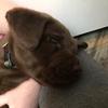 Profile Picture of Hank Lanning (@@puppy.hank) on Tiktok
