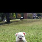 Profile Picture of Keisha Elliott (@zeusthe_englishbully) on Instagram