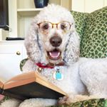 Profile Picture of 🐩Sassy Dogs Doin WASPY Stuff 🐩 (@waspydogs) on Instagram