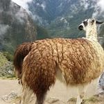 Profile Picture of Jeffrey Goodine (@jeffreygoodine) on Instagram