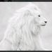 Profile Picture of Toni Boswell (@toni.boswell.758) on Facebook