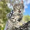 shelleysfosterkittens - Tiktok Profile Picture of shelleysfosterkittens (@shelleysfosterkittens) on Tiktok