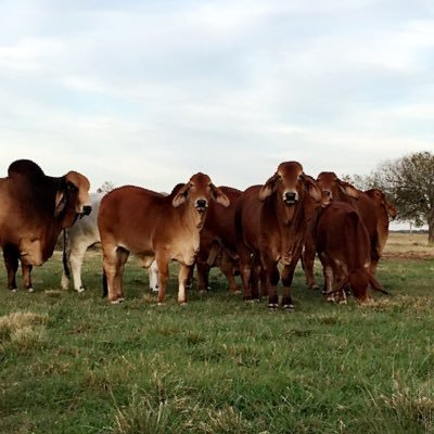 Cameron Collette - Twitter Profile Picture of Cameron Collette (@@camo8910) on Twitter