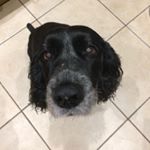 Profile Picture of Sharon gibson (@sharongibson8320) on Instagram