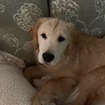 Profile Picture of Buddy Harmon (@buddy_harmon) on Instagram