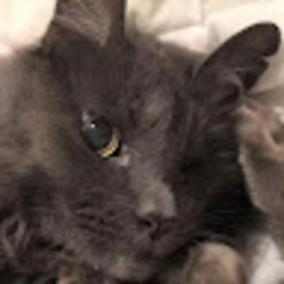 Profile Picture of Lisa Mcfadden (@lmmcf9) on Poshmark