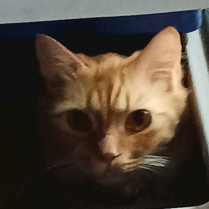 Profile Picture of @Geoffrey_the_third (@sirgeoffreythethi) on Tiktok