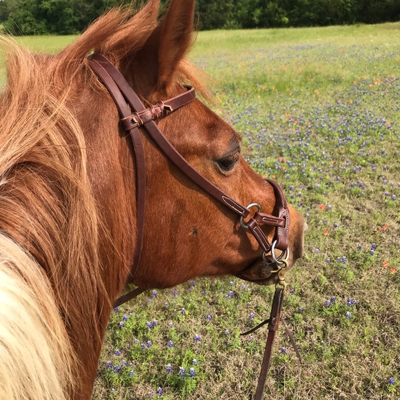 Profile Picture of Tonya Blundell (@tbsriding) on Poshmark