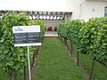 Profile Picture of Muscat Ottonelon Wikipedia