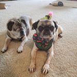 Profile Picture of Simon, Bella And Frankie (@simon_bellaandfrankie) on Instagram