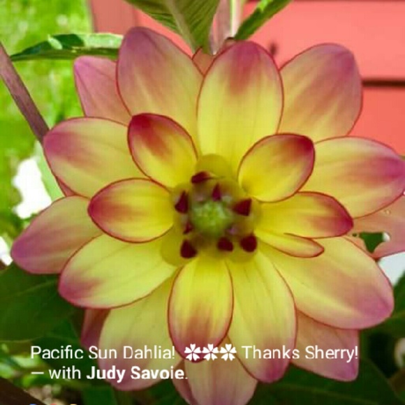 Profile Picture of Sherry Toler (@sherrylynntoler) on Poshmark