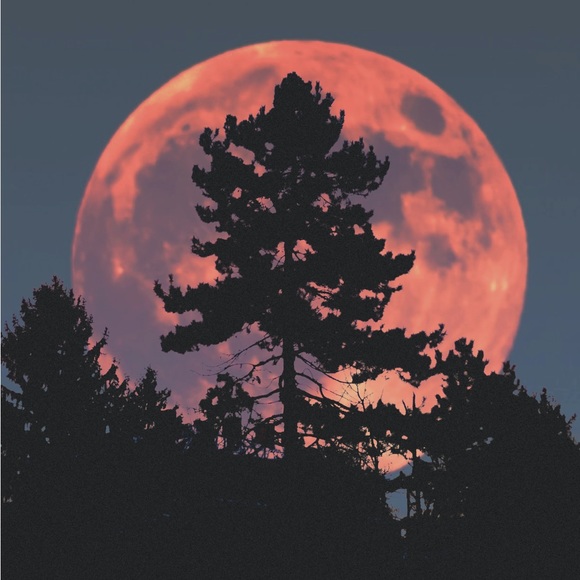 Profile Picture of Rachel Telpner (@rachel_telpner) on Poshmark