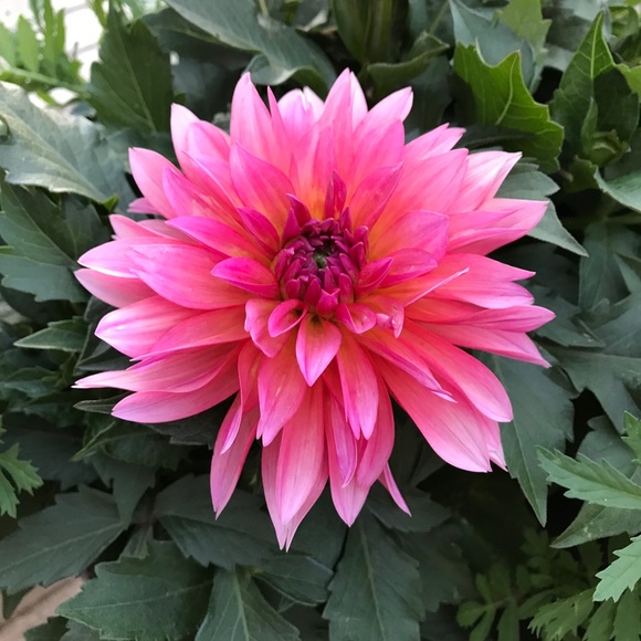 Profile Picture of Lisa Hepworth (@lhepwo) on Poshmark