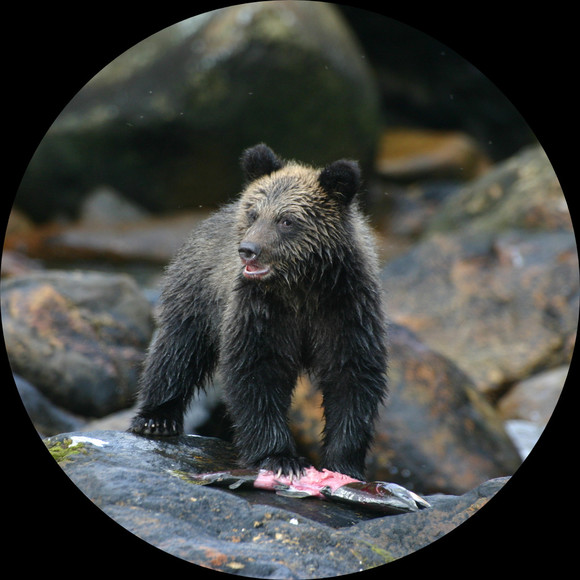 Profile Picture of Patrick Carney (@wildbcbear) on Poshmark