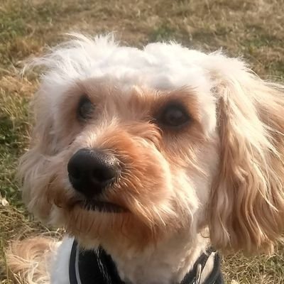 Profile Picture of Chilleddy🌈🇵🇸✊ #IStandWithJeremyCorbyn (@Chilleddy1) on Twitter