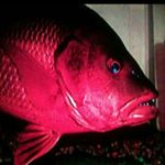 Profile Picture of Daniel Fishman Hanton (@hantondaniel) on Instagram