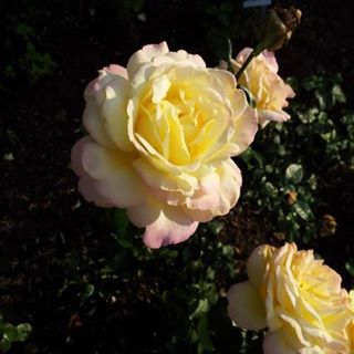 Profile Picture of Lea Blume (@Lea-Blume) on Facebook