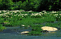 Profile Picture of Cahaba River National Wildlife Refugeon Wikipedia