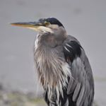 Profile Picture of Janet Reynolds (@j_rreynolds) on Instagram