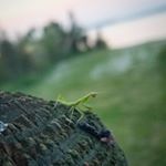 Profile Picture of Miranda Wilborn (@artsgal96) on Instagram