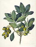 Profile Picture of Karaka (tree)on Wikipedia