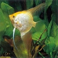 Profile Picture of Lily Ying (@lily-ying-4) on Quora