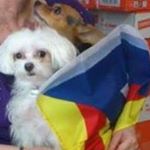 Majesus Sabater Cebrian - Instagram Profile Picture of Majesus Sabater Cebrian (@sabatercebrian) on Instagram