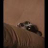 Profile Picture of Michael Guy (@@laserface321) on Tiktok