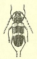 Profile Picture of Diastrophosternuson Wikipedia