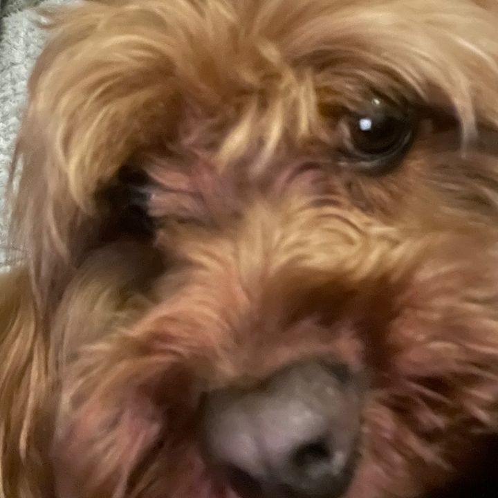 Profile Picture of harrycruickshanks (@harrycruickshanks) on Tiktok