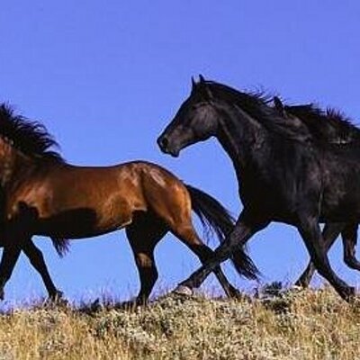 Profile Picture of Frantz Petit (@caVaLierSolo) on Twitter