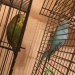 Profile Picture of Parakeet Pals (@charlesandwilliam) on Instagram