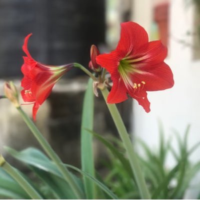 Profile Picture of Tenzin Namdol (@Tenzinn01284968) on Twitter