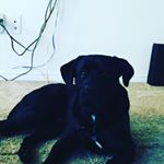 Profile Picture of Brianlantznester (@brianlantznester) on Instagram