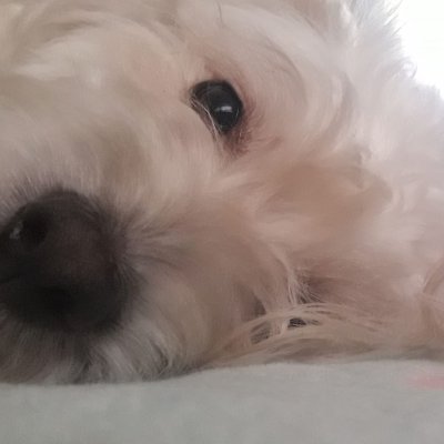 Profile Picture of Lets Help The Dogs (@PeterNeilson090) on Twitter