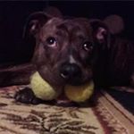 Profile Picture of Stephen Bickerstaff (@bickerstaff.stephen) on Instagram