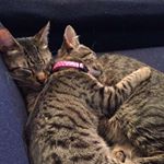 Profile Picture of Bruce&Bailey (@bruceandbaileycat) on Instagram