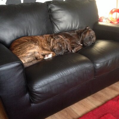 Profile Picture of Elaine Harris (@elaineharris2) on Twitter