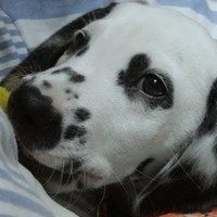 Thomas Lenton - Quora Profile Picture of Thomas Lenton (@thomas-lenton) on Quora