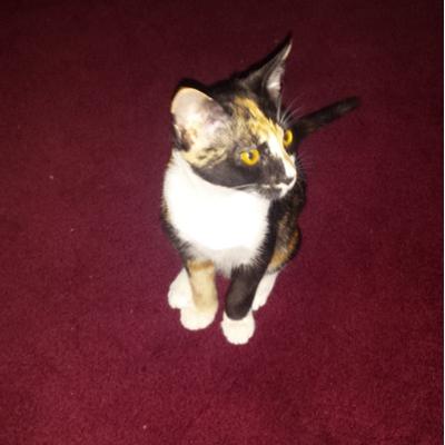 Profile Picture of James W. Helton (@Wade546) on Twitter