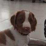 Profile Picture of Topher Brittany Puppy (@my_dog_topher) on Instagram