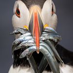 Profile Picture of Catherine Clark (@cjdolfin) on Instagram