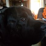 Profile Picture of Michele Shurtleff (@twinhillsdairy) on Instagram