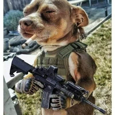 Profile Picture of The Real Brian Willi (@bdogwill7) on Twitter