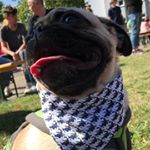 Profile Picture of Paul the Mops (@paul_the_mops) on Instagram