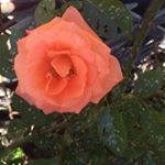 Profile Picture of Tina Wilson (@suziesumiko) on Instagram