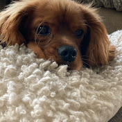 Profile Picture of Andrew Stephens (@andrewstephens6768) on Youtube