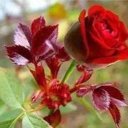 Profile Picture of Sukhcharan Singh (@sukhcharnsingh1) on Twitter